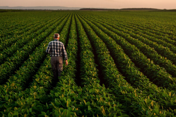 Rear view of senior farmer standing in soybean field