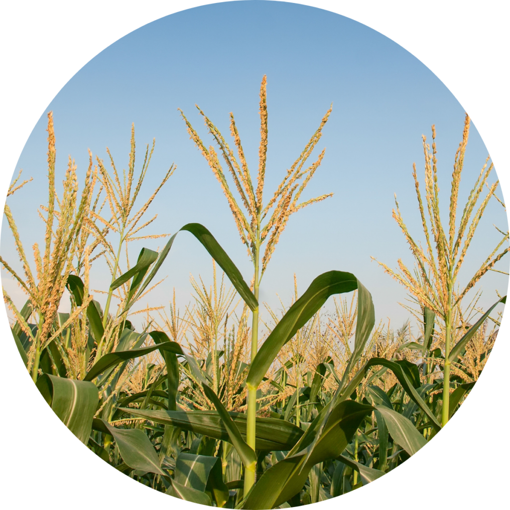 A vibrant field of tall corn stalks swaying gently in the breeze under a clear blue sky.