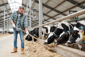 A man is seen feeding cows in a barn, emphasizing the daily activities of farm life in a cozy, agricultural setting.
