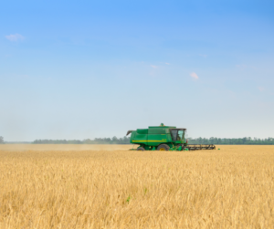 A green harvester in a golden grain field on a cloudless day