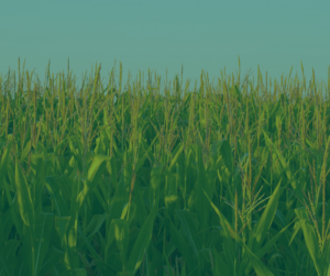A field of corn