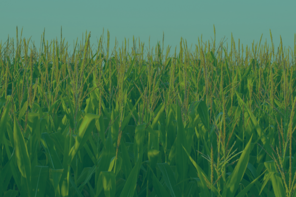 A field of corn