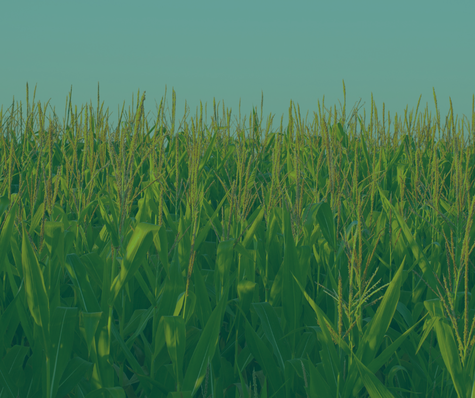 A field of corn